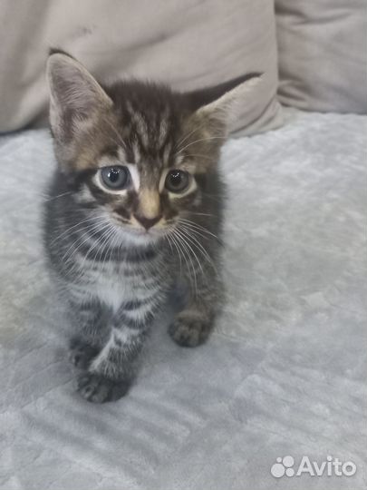 Продам игрывых котят Майнкунчиков