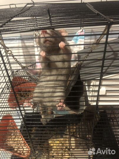 Крыса дамбо