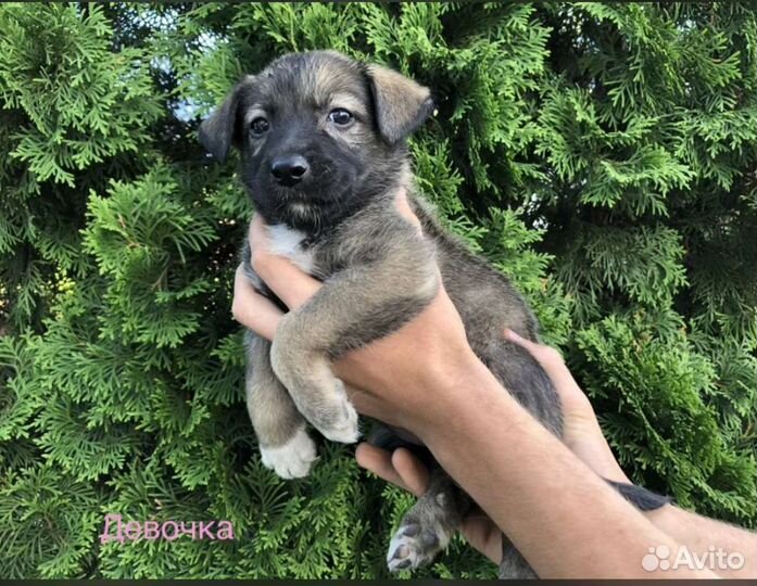 Щенки немецкой овчарки бесплатно