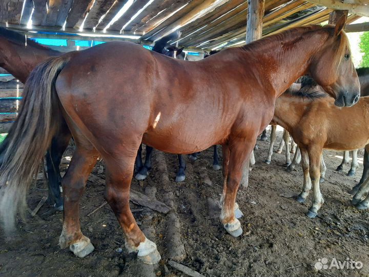 Продам жеребца, полутяж