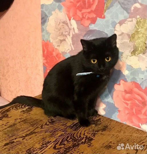 Кошка в добрые руки