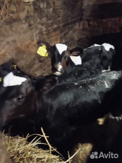 Телята бычки