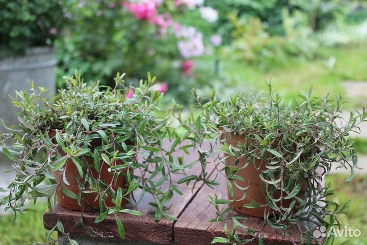 Гвоздика многолетняя