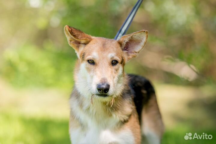 Филипп ищет дом