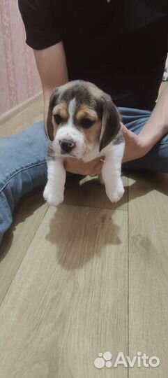 Щенки бигль