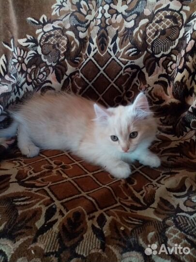 Отдадим котят