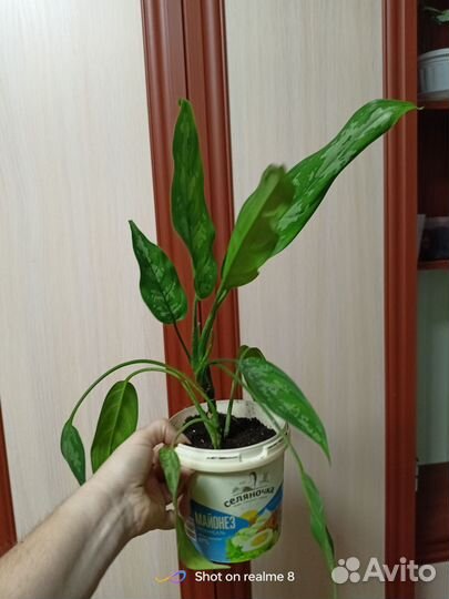 Рео.Сингониум.Аглоанема Мария, спатифиллум