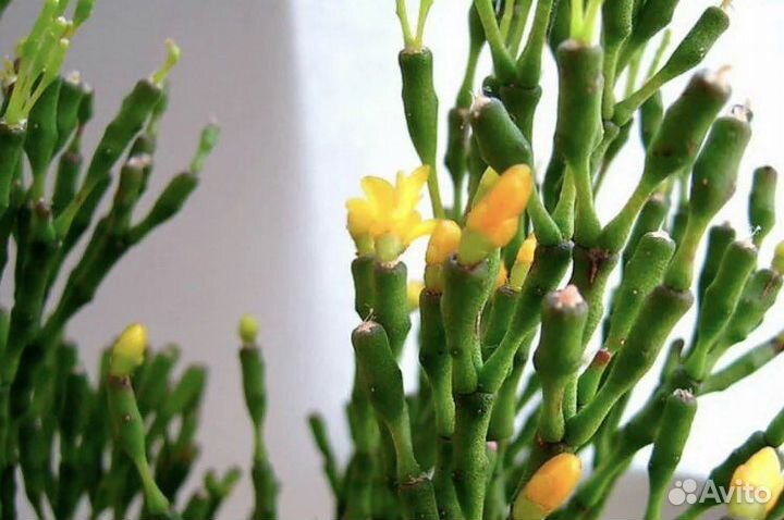 Хатиора/ Фикус Бенджамина