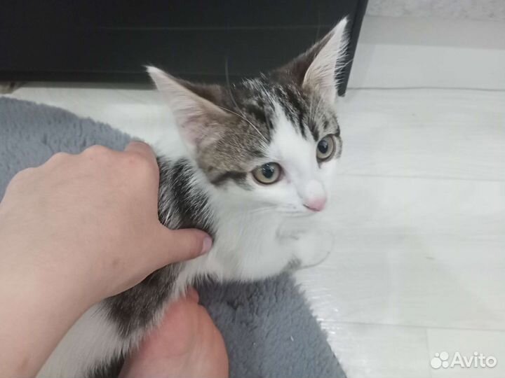 Отдам бесплатно