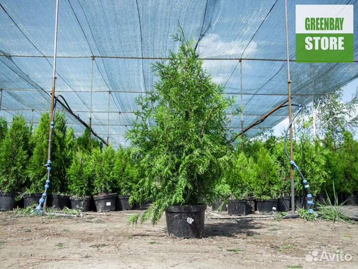 Туя брабант 1,2 м свежая копка 2023