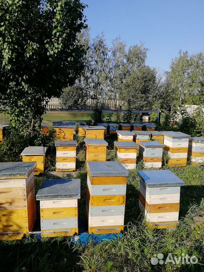 Мёд с собственной пасеки