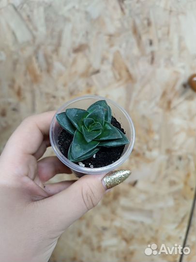 Суккуленты