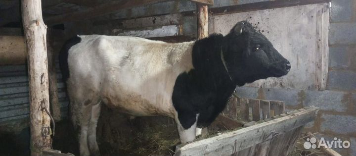 Бык и телка