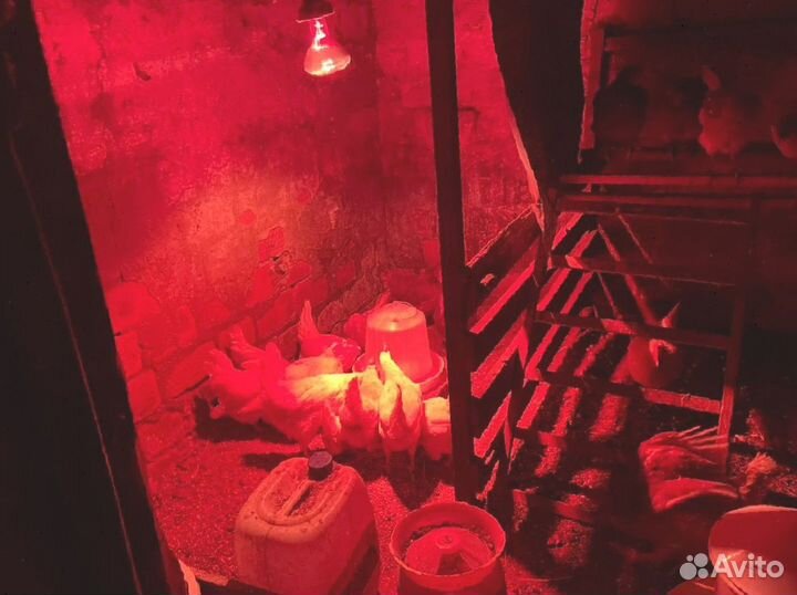 Комбикорм для птицы от производителя