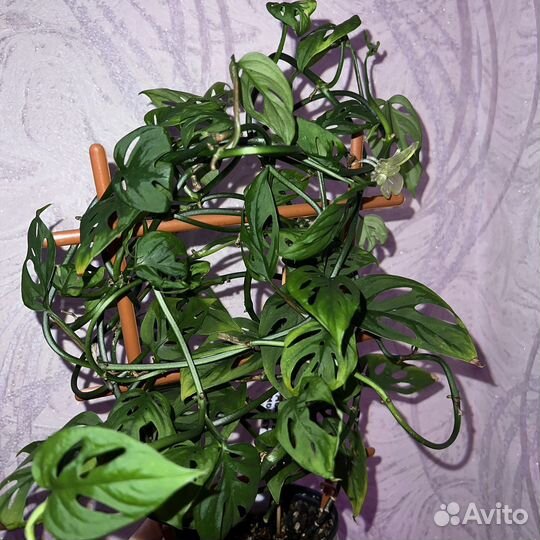 Монстера Альба, Адансона, Манки, Косая, Делициоза