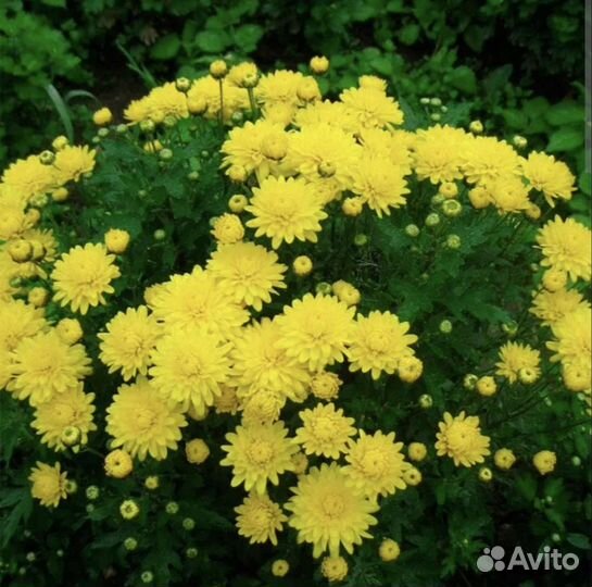 Хризантема