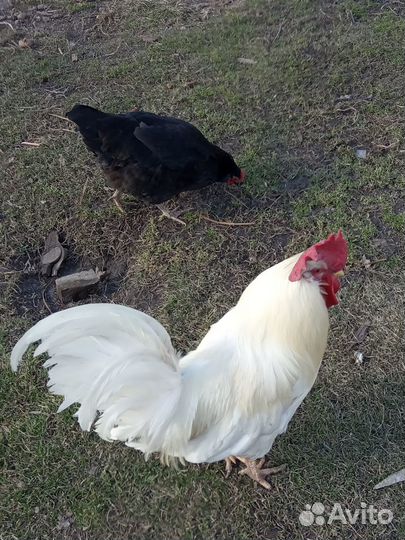 Инкубационное яйцо