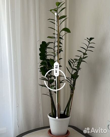 Замиокулькас