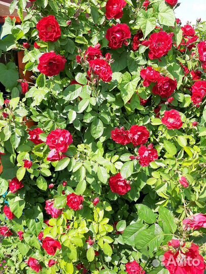 Роза плетистая саженцы. Зимостойкая