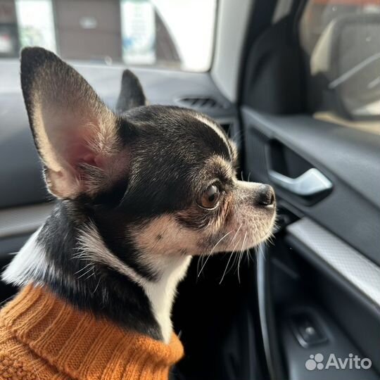 Вязка кобель чихуахуа мини