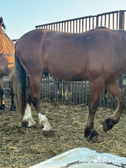 Лошади жеребята