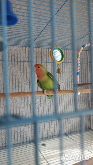 Неразлучник