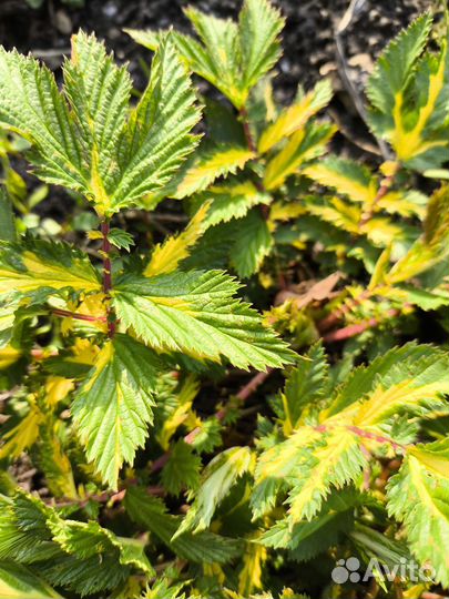 Многолетники