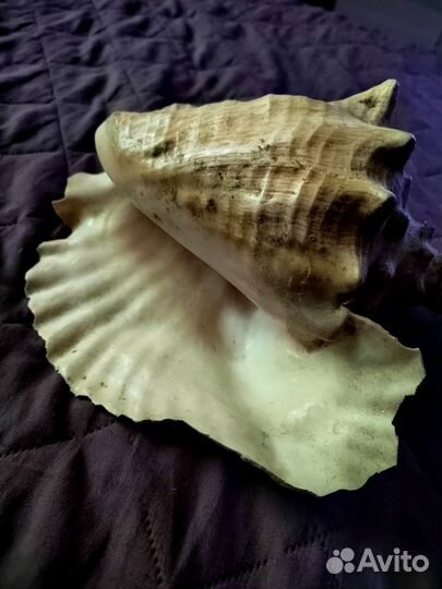 Ракушка большая