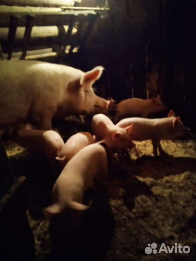Поросята