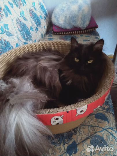 Кошка