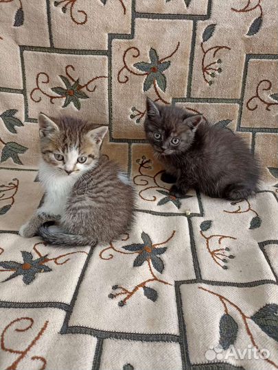 Котята в добрые руки бесплатно