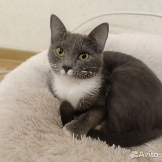 Подростки котики