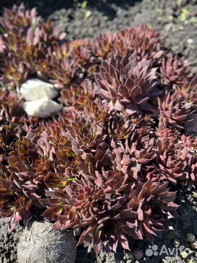 Молодидо (каменная роза)