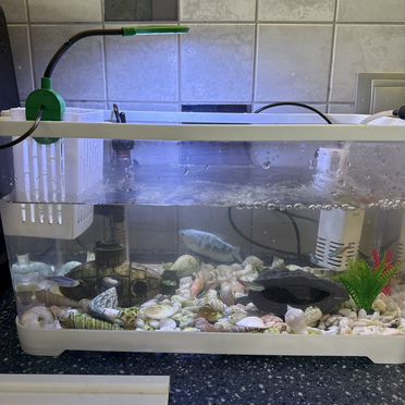 Аквариум с рыбками 15 лит