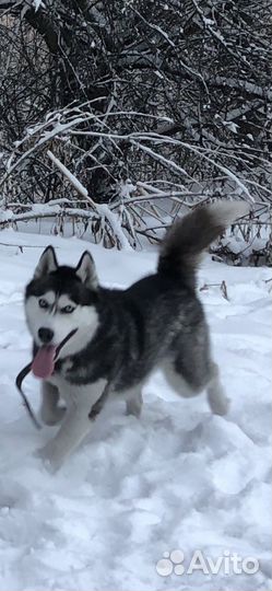 Кобель хаски вязка