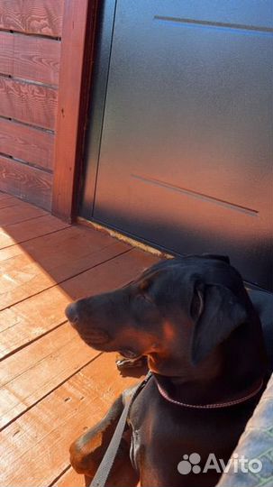 Отдам в добрые руки