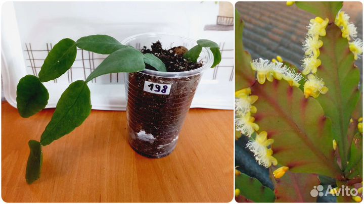 Рипсалис, Сингониум, Сциндапсус, Эпипремнум, Санс