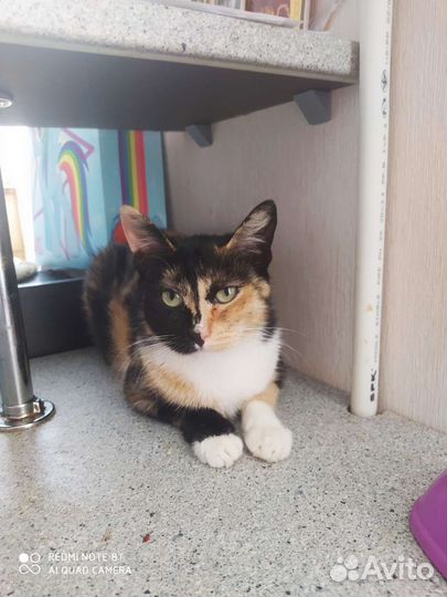 Трехцветная кошечка на счастье в доме