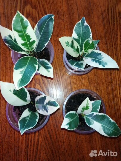 Фикус микрокарпа альбомаргината