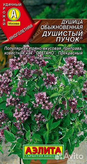 Душица (орегано) рассада