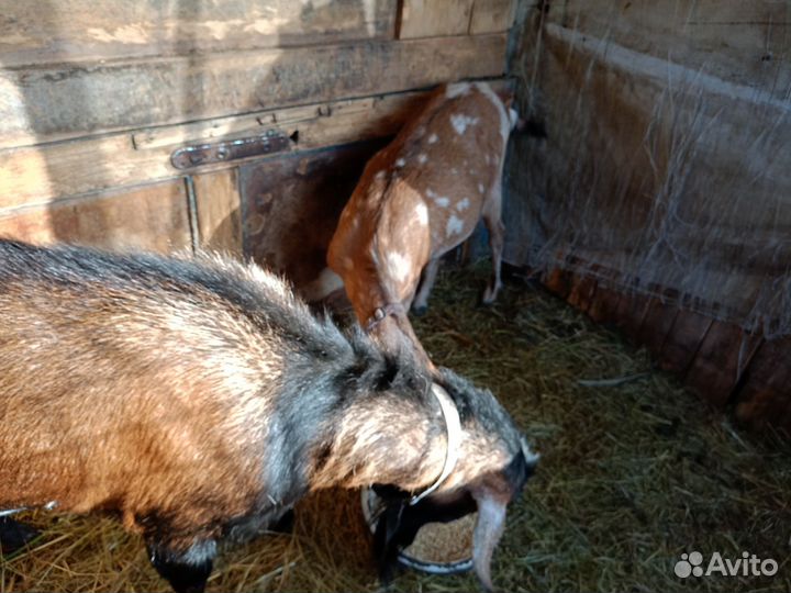 Коза дойная