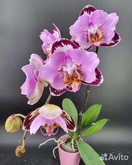 Орхидея Black Piano бабочка