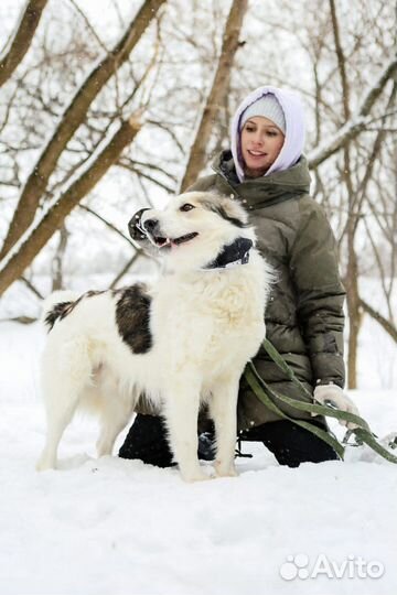 Хозяин отзовись, я тебя очень жду