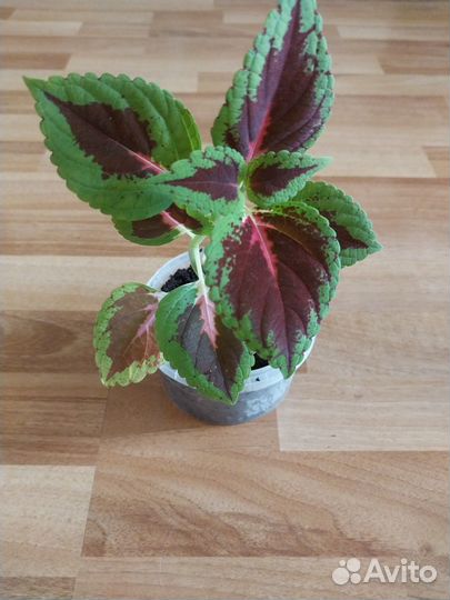 Колеус - крапивка