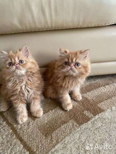 Персидская