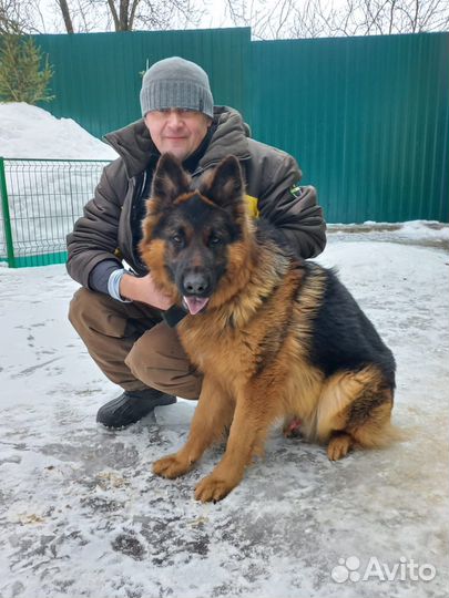 Дрессировка и воспитание собак