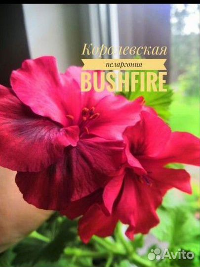 Пеларгония королевская герань сортовая
