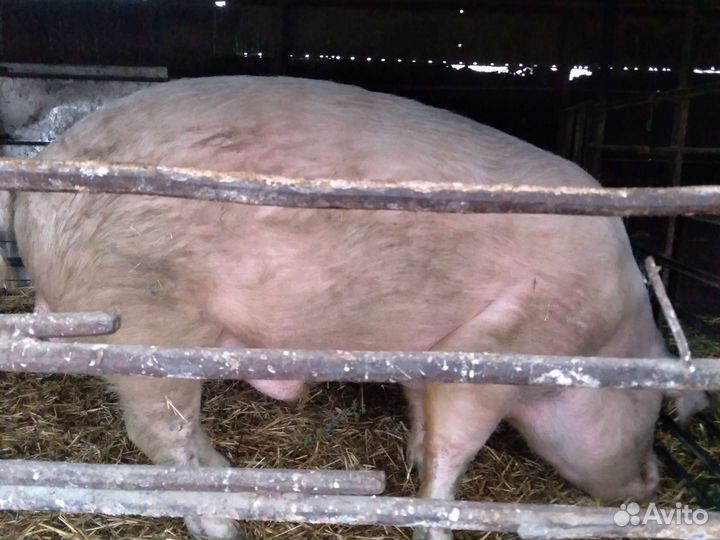 Рабочий хрячёк