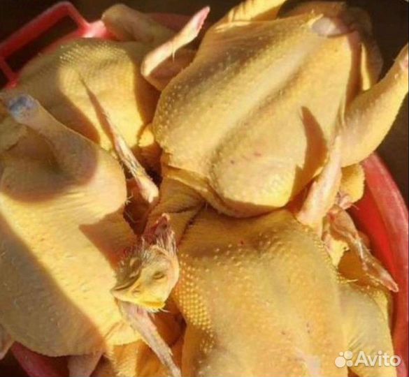 Куры Халяль