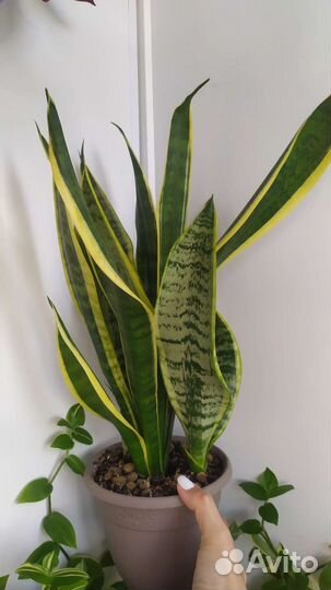 Сансевиерия лауренти